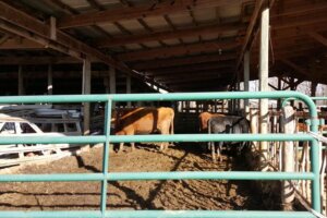 Thornfield Farm Spring 2019 Thornfield Farm Spring 2019