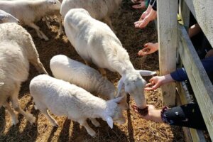 Thornfield Farm Spring 2019 Thornfield Farm Spring 2019