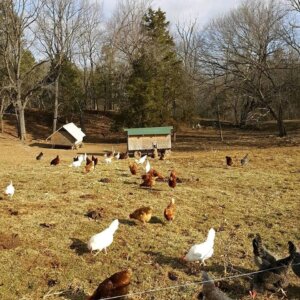 Thornfield Farm Spring 2019