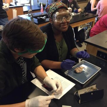 Sheep Brain Dissection Sheep Brain Dissection