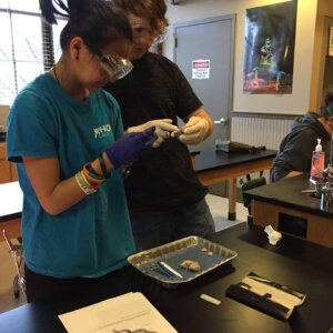 Sheep Brain Dissection Sheep Brain Dissection