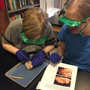 Sheep Brain Dissection Sheep Brain Dissection