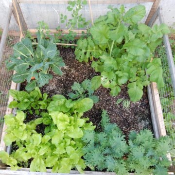 Garden Blog Garden Blogs