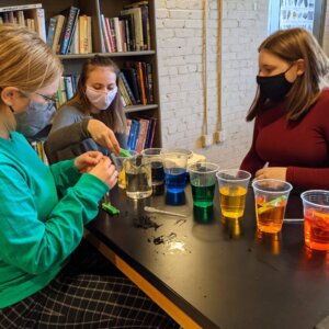 AP Biology Lab - osmosis