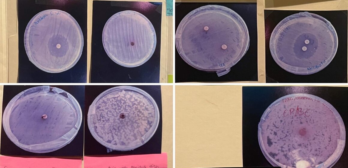 The biology students test whether or not common household ingredients offer natural antibacterial protection.