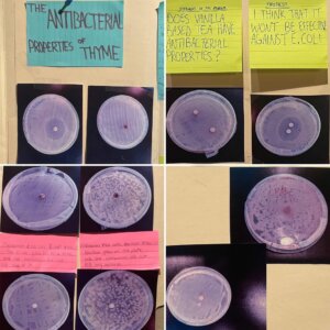 The biology students test whether or not common household ingredients offer natural antibacterial protection.