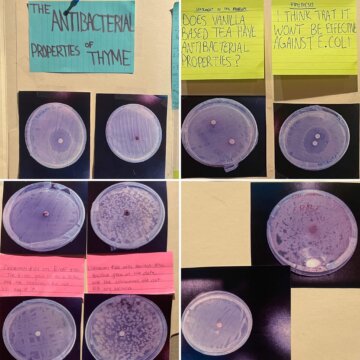Antibac The biology students test whether or not common household ingredients offer natural antibacterial protection.