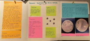 Bio Posters - 6 Biology yeast UV experiment