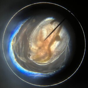 Daphnia Magna