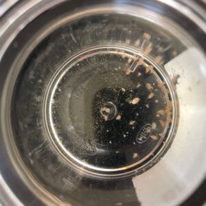 Daphnia Magna - 17 Daphnia Magna