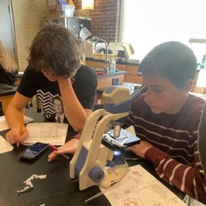 Daphnia Magna - 5 Daphnia Magna