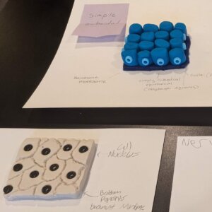 Epithelial tissue - 1 Epithelial tissue made from Playdoh