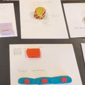 Epithelial tissue - 3 Epithelial tissue made from Playdoh