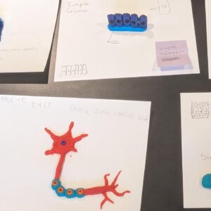 Epithelial tissue - 4 Epithelial tissue made from Playdoh