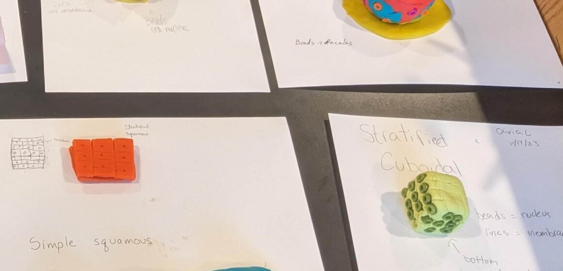 Epithelial tissue made from Playdoh