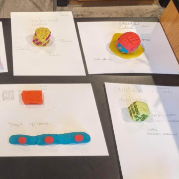Epithelial tissue made from Playdoh