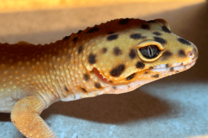 Maddox Feature - 1 Maddox's menagerie of pets