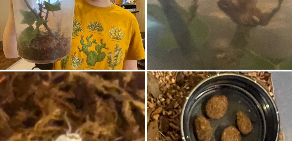 Maddox's menagerie of pets