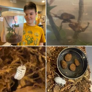 Maddox's menagerie of pets