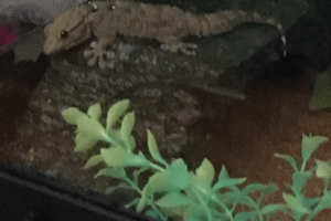 Maddox Feature - 2 Maddox's menagerie of pets