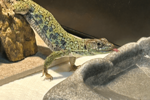 Maddox Feature - 3 Maddox's menagerie of pets