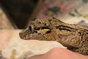 Maddox Feature - 4 Maddox's menagerie of pets