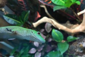 Maddox Feature - 5 Maddox's menagerie of pets