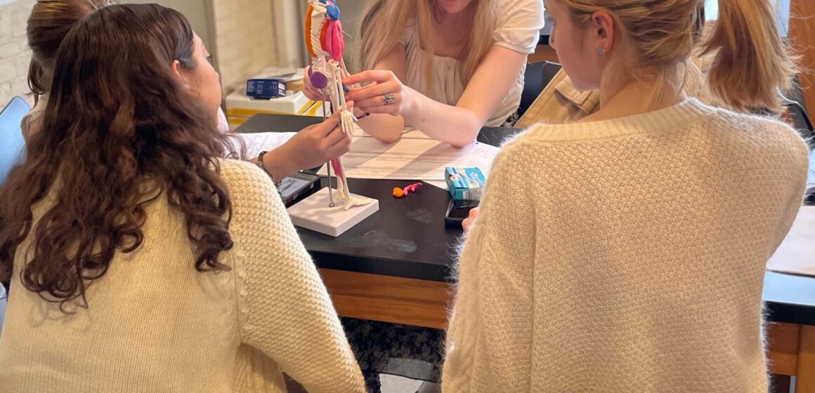 Anatomy Clay Muscles