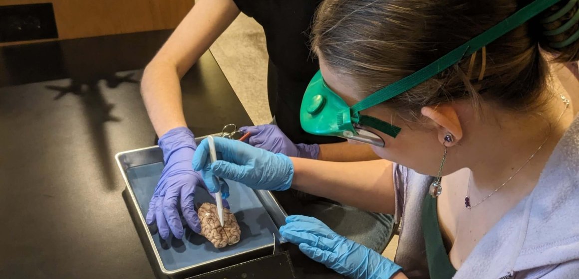 Anatomy students dissect sheep brains