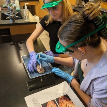 Anatomy students dissect sheep brains