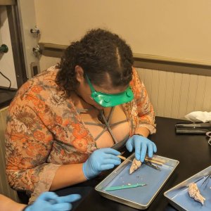 Sheep Brain Dissection - 4 Anatomy students dissect sheep brains