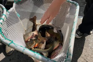 CS Spring 2024 - 13 Community Service Spring 2024