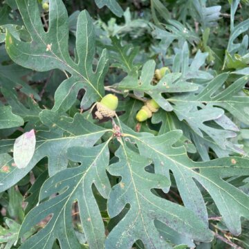 Plants Class to MM-1 Plants Class to MM