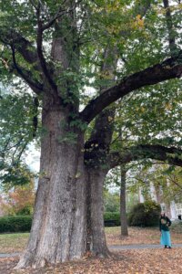 Dutch Elm - statewide champion (biggest in the state) Roanoke College Tree Tour