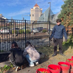 Planting Garlic - 2 Planting Garlic