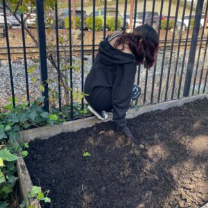 Planting Garlic - 3 Planting Garlic