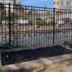 Planting Garlic - 5 Planting Garlic