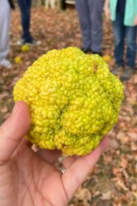 osage orange Roanoke College Tree Tour
