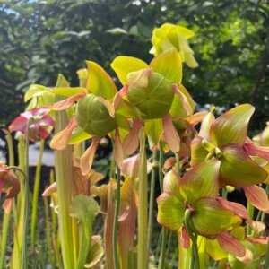 VW Class Trip - 10 Farms class at VWCC