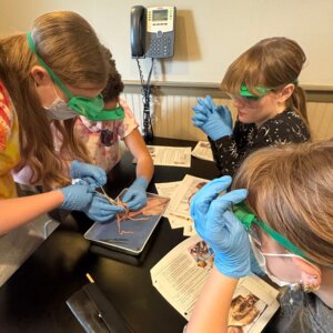 Squid Dissection - 1 Squid Dissection - 1