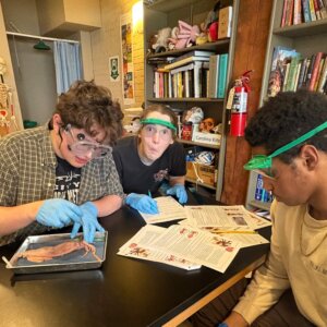 Squid Dissection - 12 Squid Dissection - 12