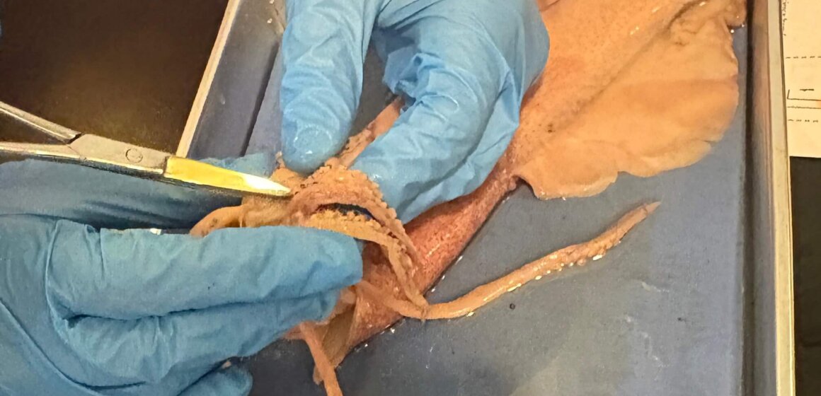 Squid Dissection - 2