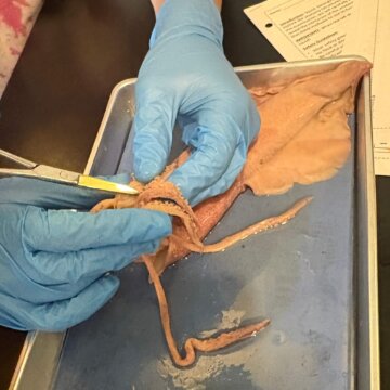 Squid Dissection - 2 Squid Dissection - 2