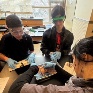 Squid Dissection - 20 Squid Dissection - 20