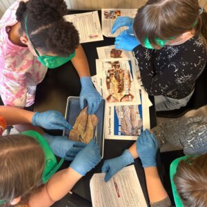 Squid Dissection - 21 Squid Dissection - 21