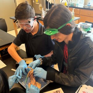 Squid Dissection - 23 Squid Dissection - 23