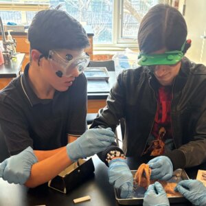 Squid Dissection - 25 Squid Dissection - 25