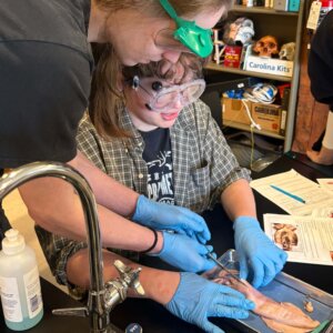 Squid Dissection - 27 Squid Dissection - 27